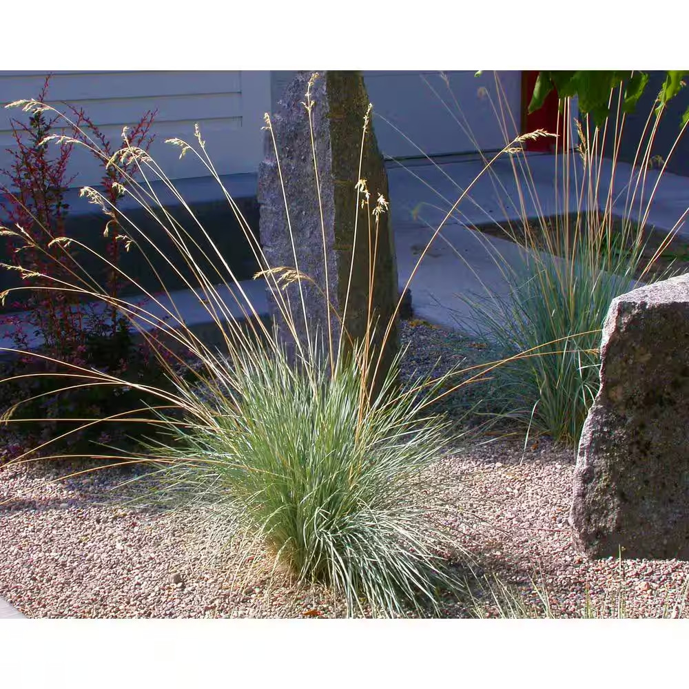 1 Gal. Blue Oat Grass – Long Flowing Blue-Silver Blades of Grass Can Retain Thei
