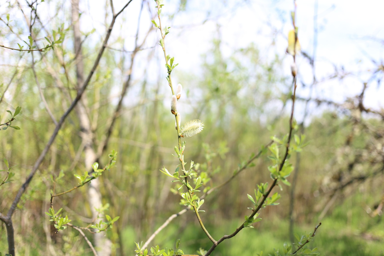 Pussy Willow (Salix) Cuttings – Fresh Spring Budding – Easy to Root