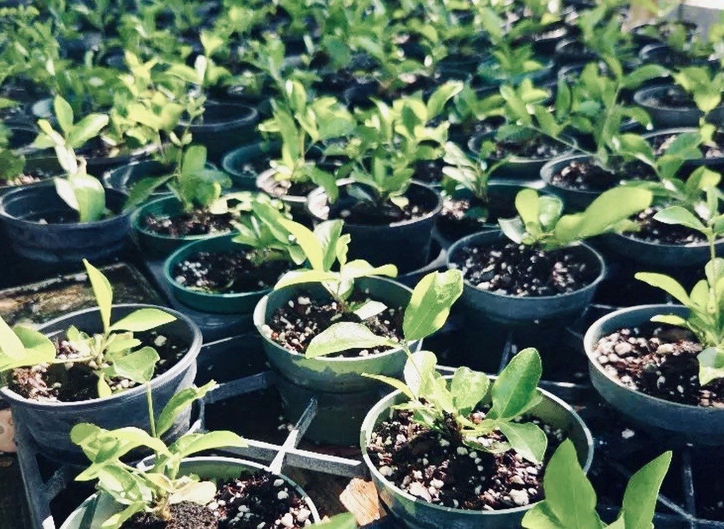 Black Cherry (Prunus serotina) Tree Seedlings 7 Live Plants Many Uses