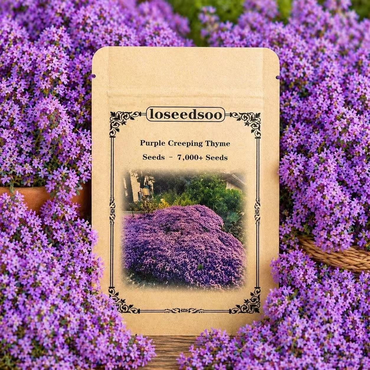 Purple Creeping Thyme Seeds 7000+ Seeds, for Planting, purple