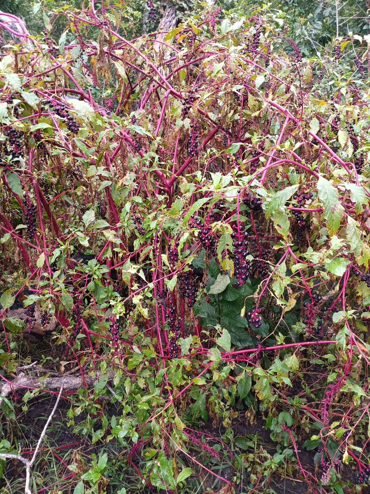 Pokeweed Seed (Phytolacca americana) ~ 100 to 100,000 seeds ~ bulk poke seed