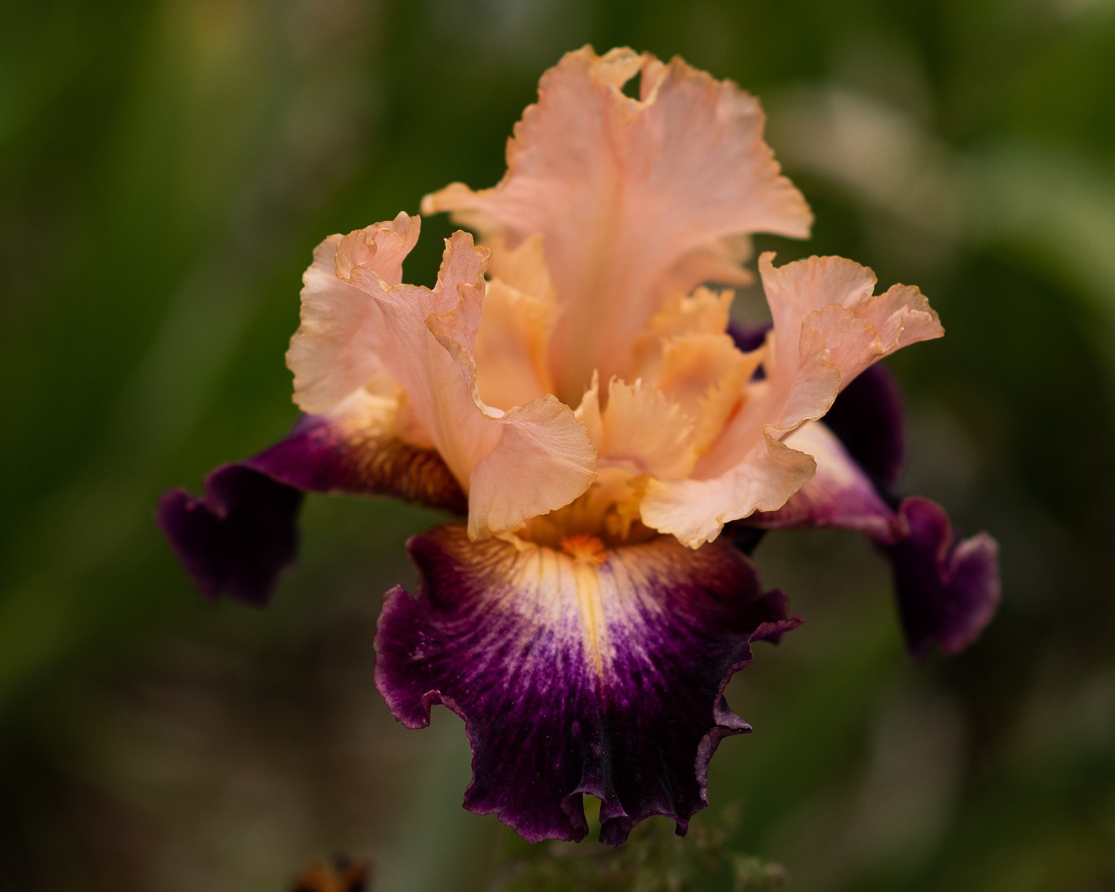 **HIGH EMOTION** Tall Bearded Iris. Pre-Order, Combined Shipping: Jul – Sep