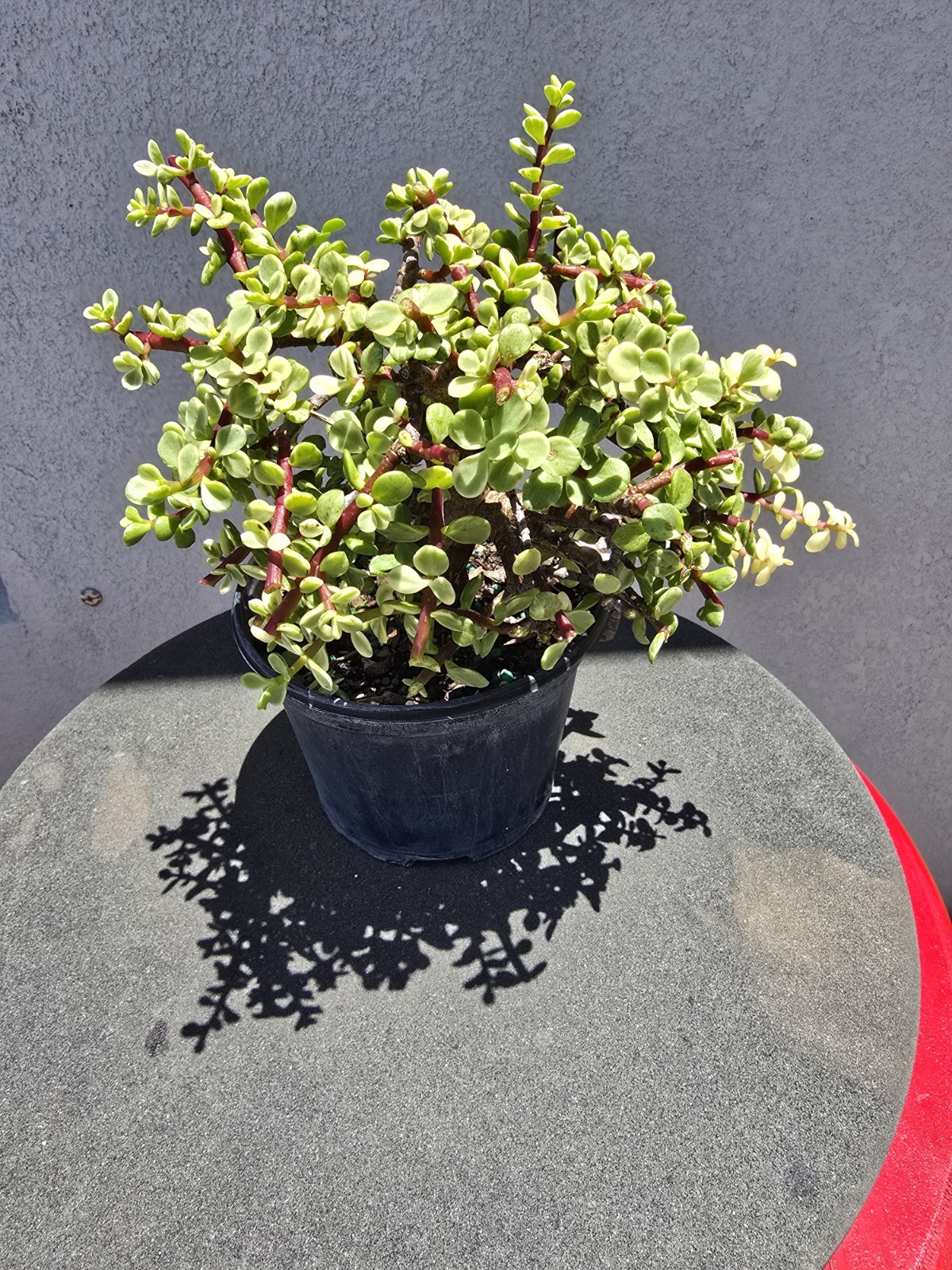 Dwarf Jade Variegated Pre Bonsai