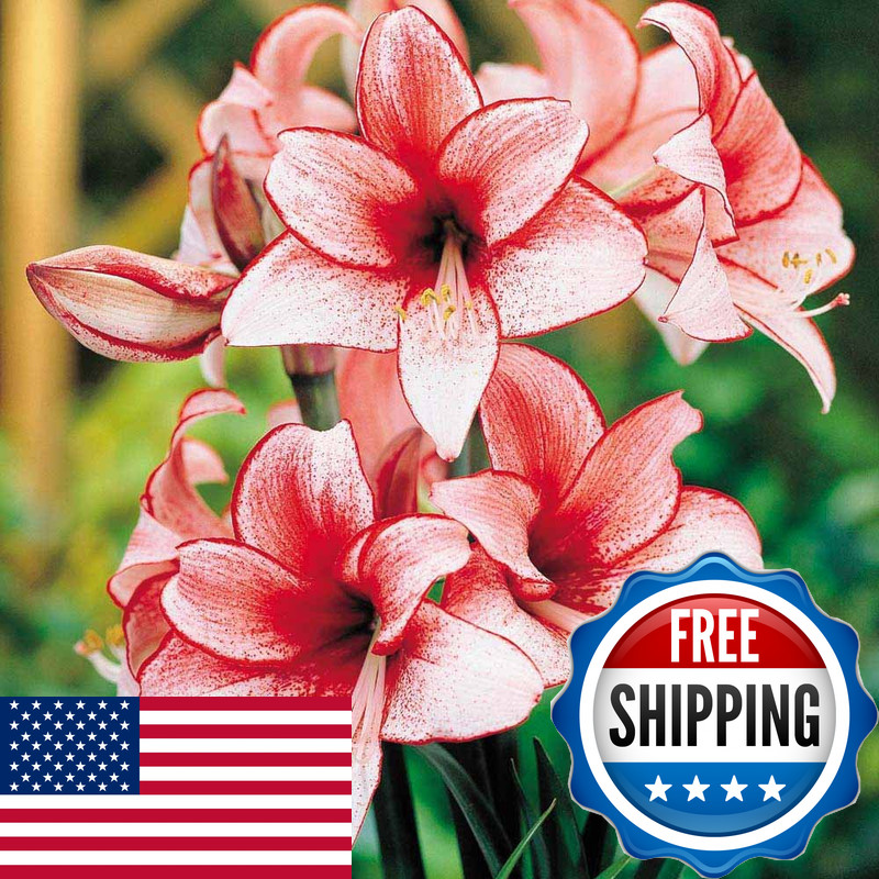 Daylily Nursery Charisma Amaryllis Bulb – Single Blooming Amaryllis