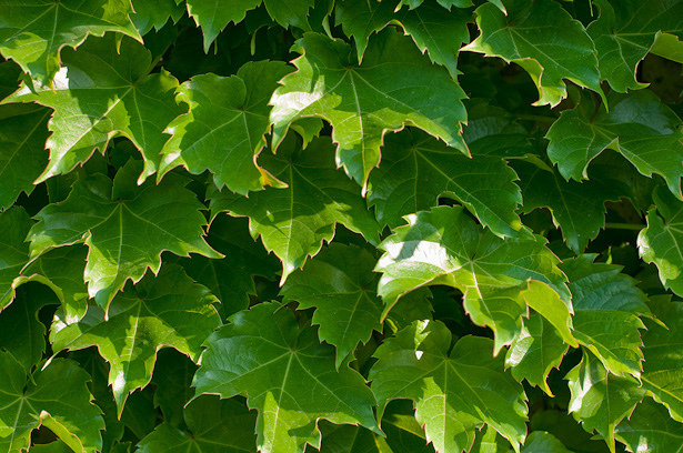 100 SEEDS – ivy BOSTON IVY climbing vine GroCo USA – BUY ANY 15 ITEMS-SHIPS FREE