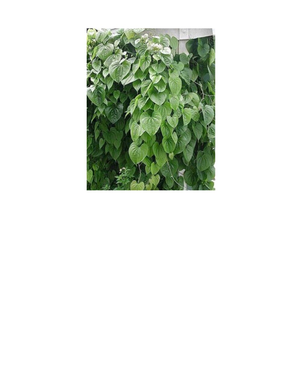 Dioscorea Japonica (Japanese Yam, Chinese Yam 山药) bean seeds, 25 Beans