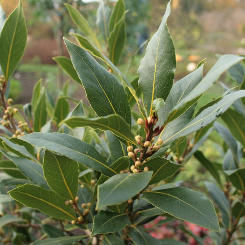 Laurus nobilis – ‘Bay Leaf Tree’ – Bay Laurel or Sweet Bay