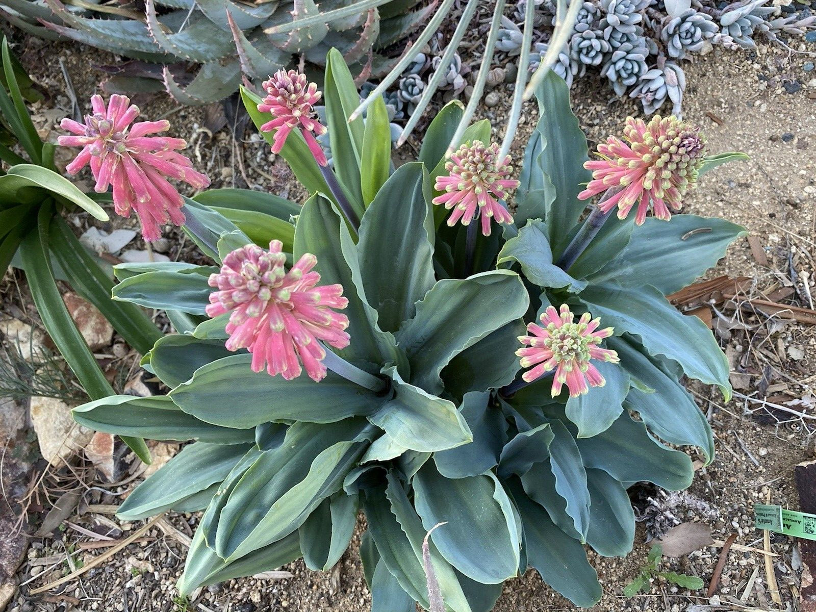 Velthemia Capensis very rare 8 fresh 2024 harvested seeds Winter/spring Flowers