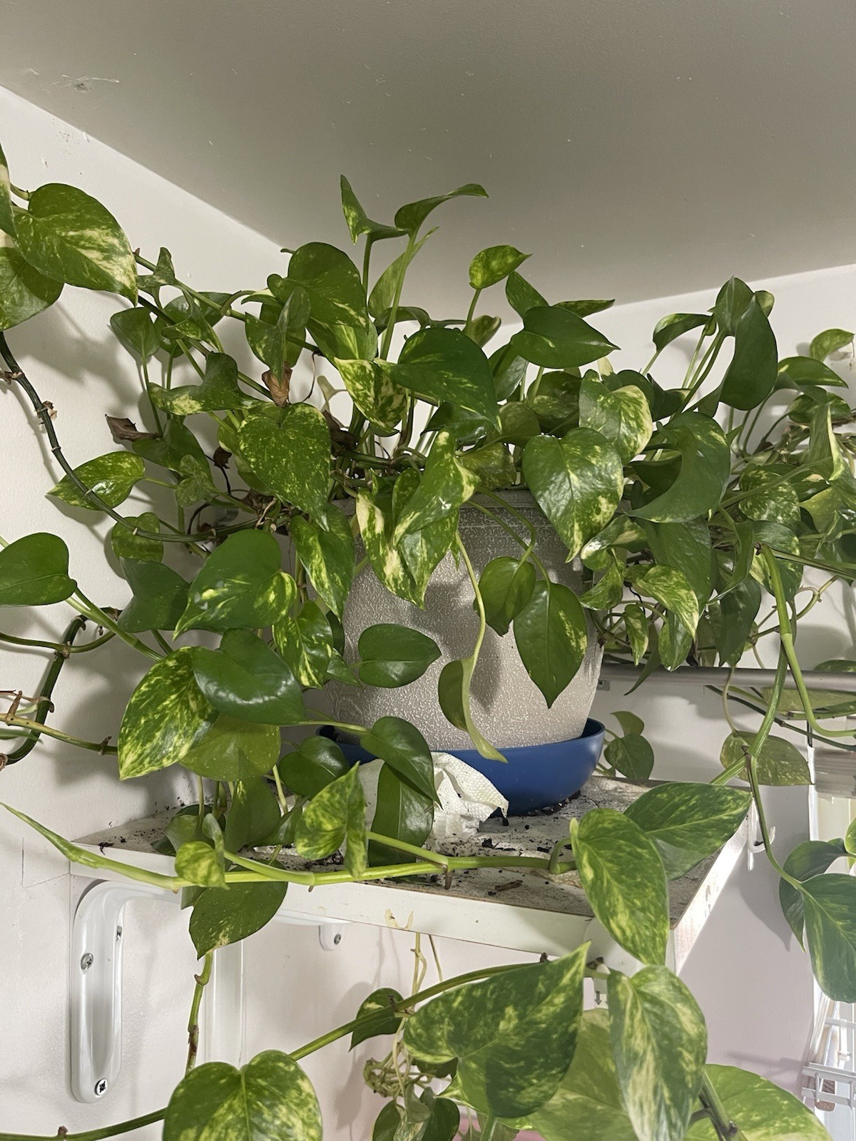 Pothos Indoor Live Plant 7in – 10in Cutting 3PC Well Rooted NO POT Good In Water