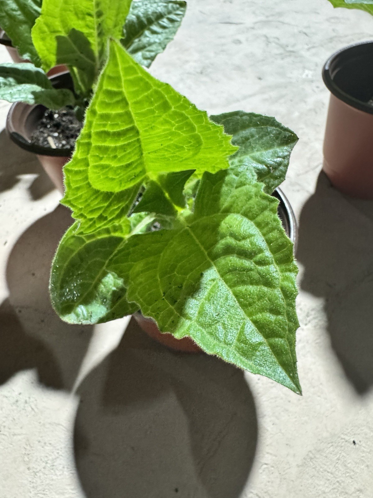 10 Yacon Plant |Established Root System, grown from root crown.