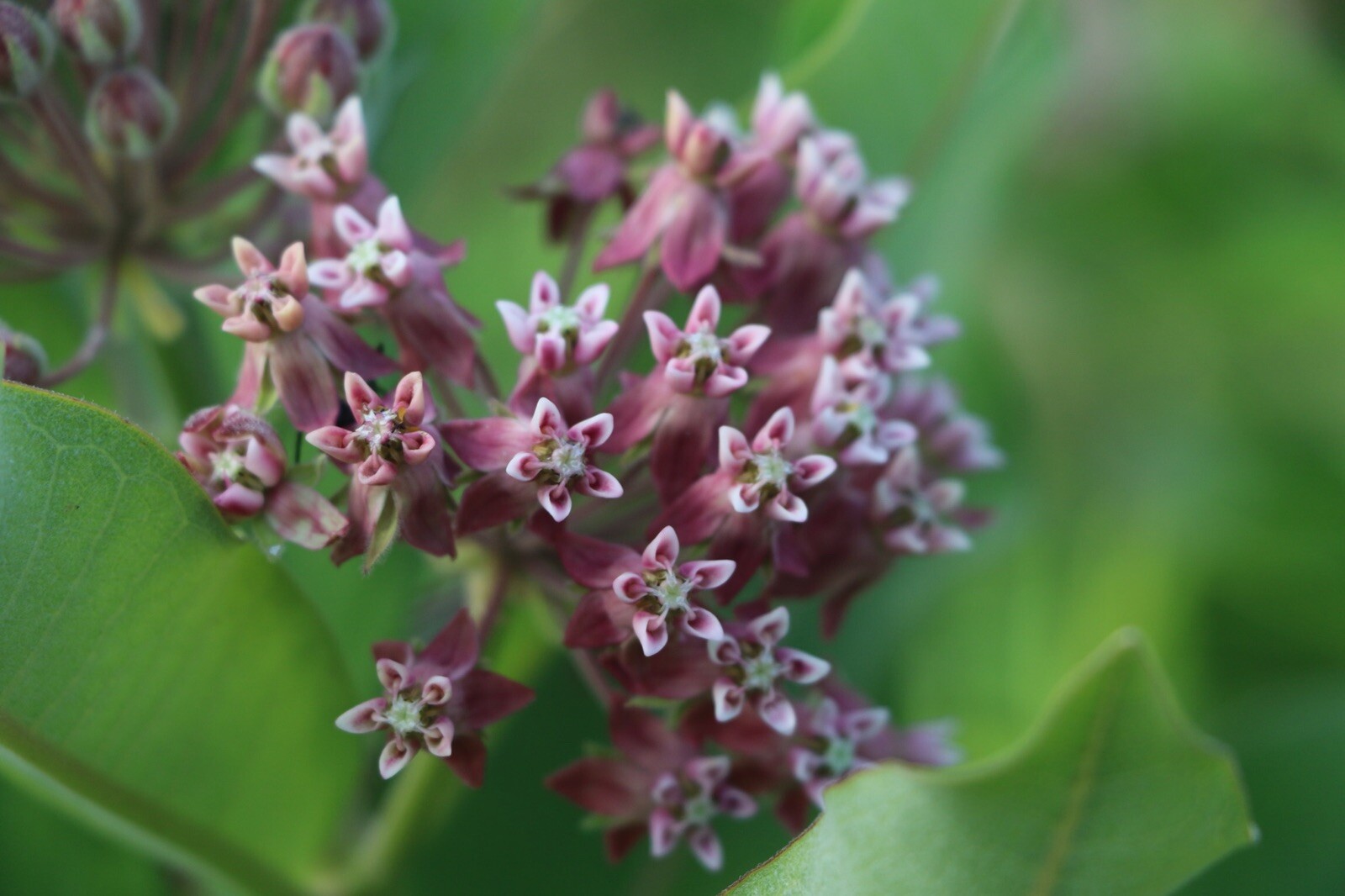 Monarch Milkweed Seed Pod, Asclepias Syriaca, COLD-HARDY, From Northern NY