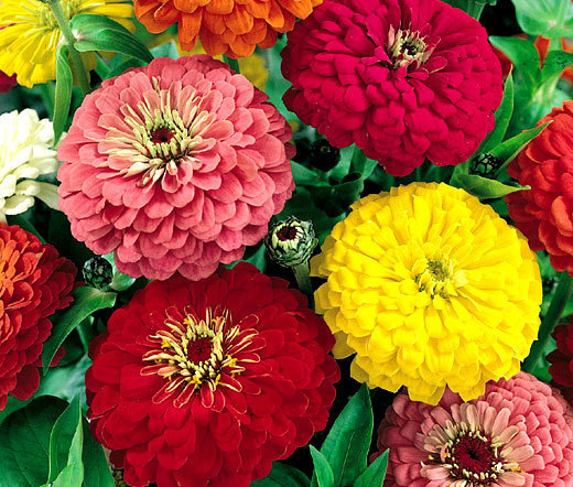ZINNIA DAHLIA MIX Zinnia Elegans – 1,000 Bulk Seeds