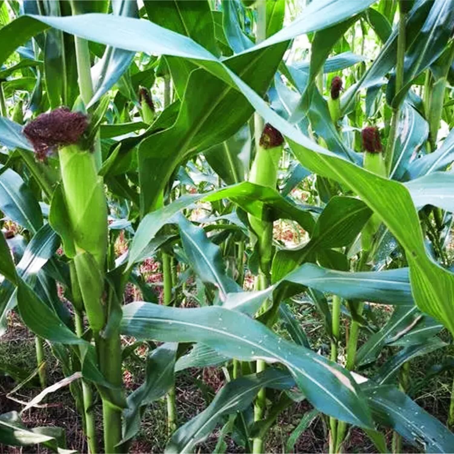 200 pcs “Peaches and Cream” Bi-Color Sweet Corn Seeds, Non GMO & Heirloom Seeds,