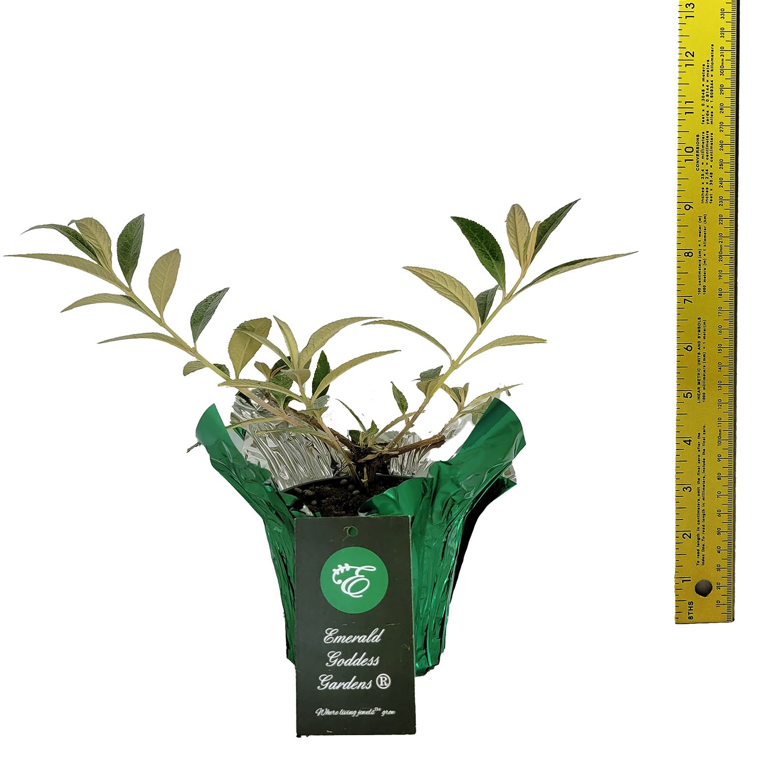 Bi-Color Flower Power, Butterfly Bush Summer Lilac Buddleia Plant, 8-10″ Tall