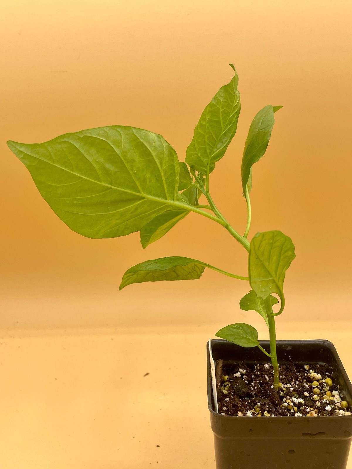 Carolina Reaper Pepper Live 3″ Starter Plant – Capsicum Chinense – Super Hot!!!