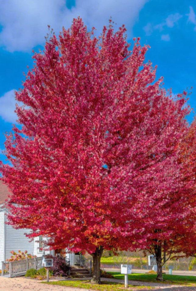 Live Native Red Maple Tree – 12–16″ Tall – Quart Pot – No Ship AK, HI, or PR