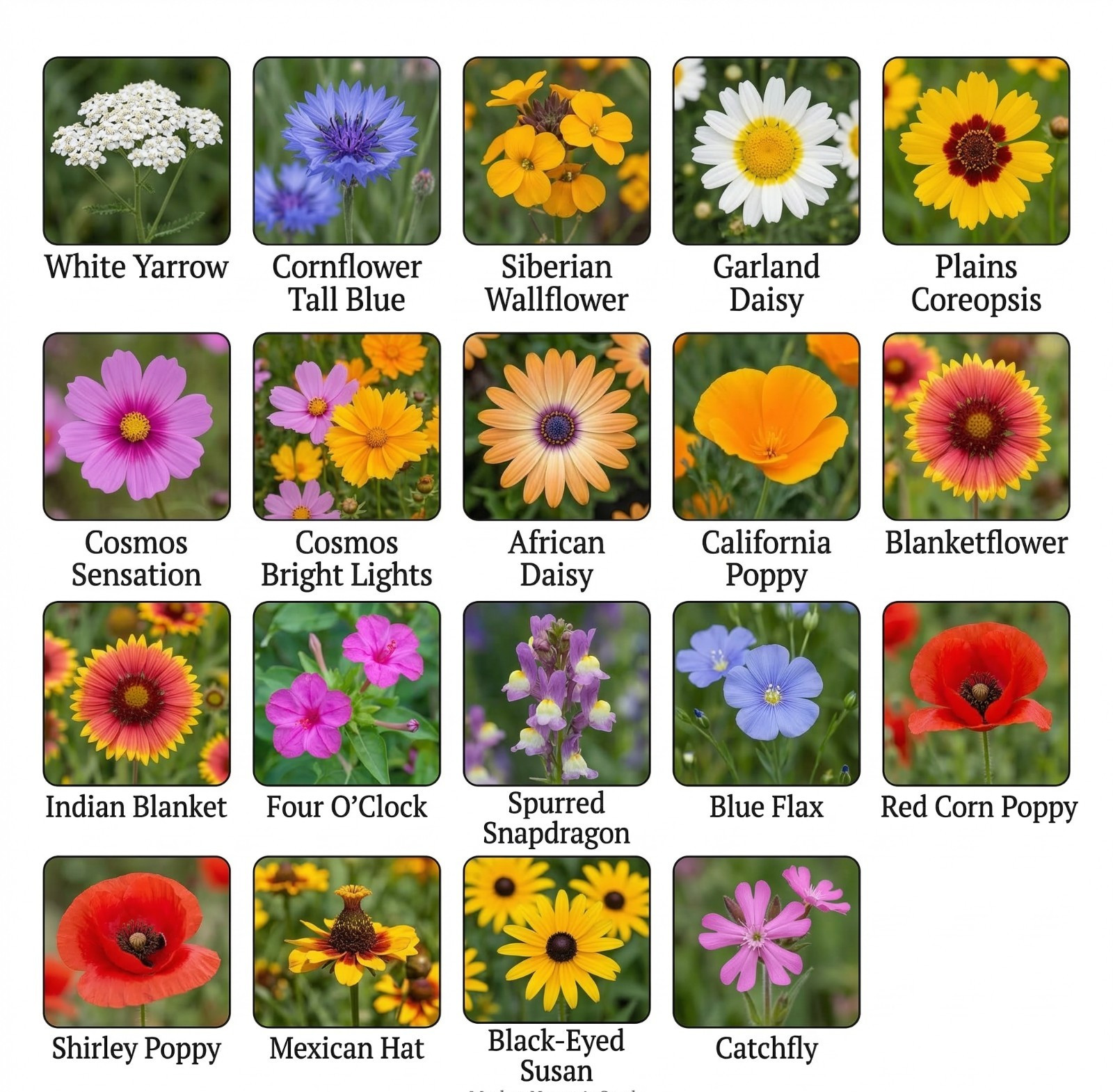 Wildflower Mix DROUGHT RESISTANT 25 Species Dry Area Flowers Non-GMO 500+ Seeds