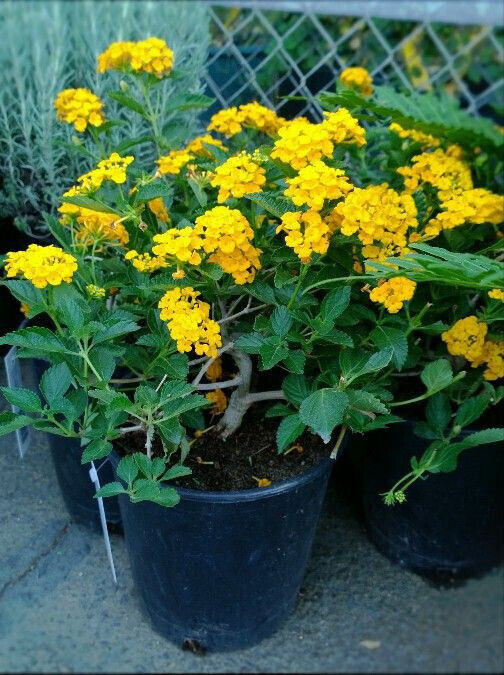 Lantana New Gold 15 Plants 3 1/2 inch Pots