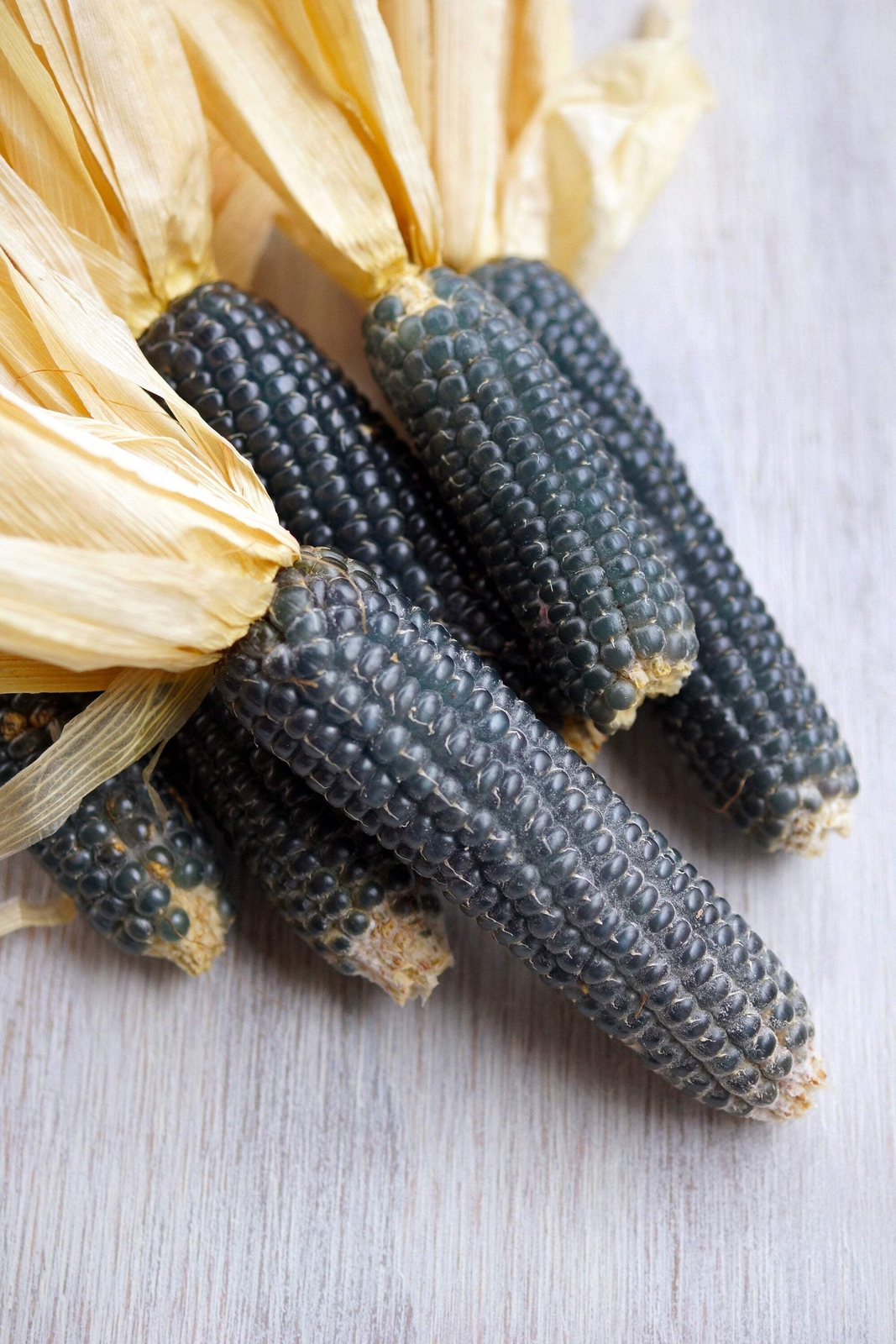 50 BLUE POPCORN Blue Kernels Pop White Corn Zea Mays Vegetable Seeds *Flat Ship