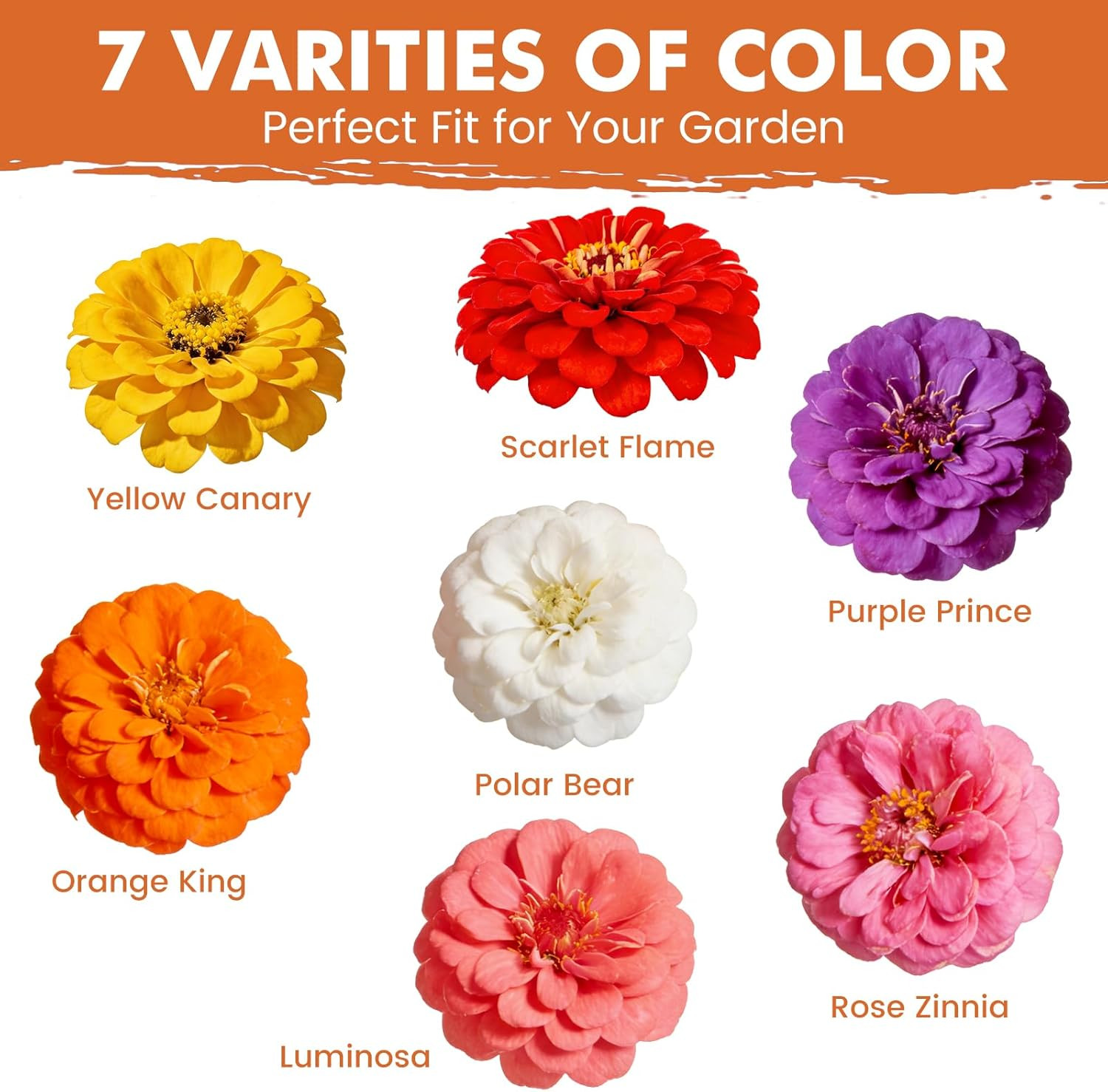 Zinnia Seeds for 2026 Planting, 5000+ Flowers Seeds, 7 Vibrant Colors Mix & Larg