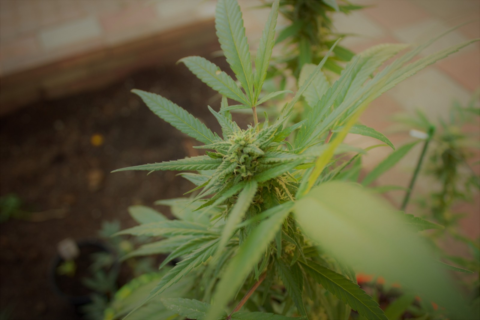 Eighth Brother “Gelato”- Unfeminized Seed Pack 10-15 seeds