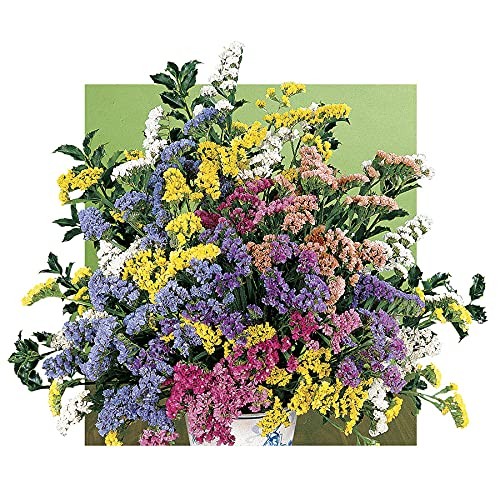 Soiree Mix Statice Flower Seeds, Colorful Multi-Flower Bloom, Pack of 100 Seeds