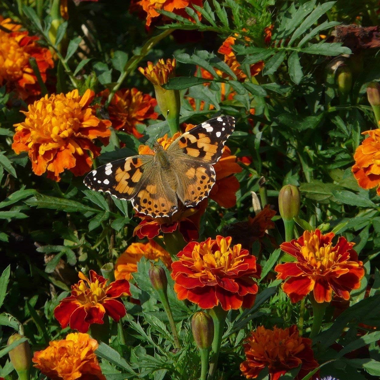 Petite Mixture Marigold Seeds – Non-GMO, Open Pollinated, Origin – Approx 2…