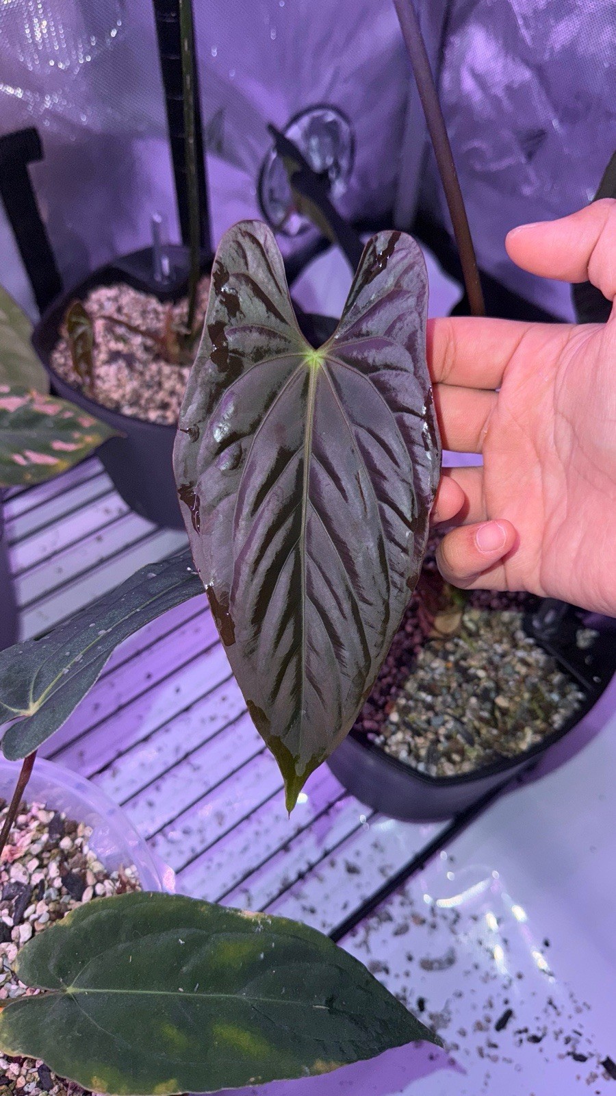 Anthurium papillilaminum ‘Ree Gardens’ Clone