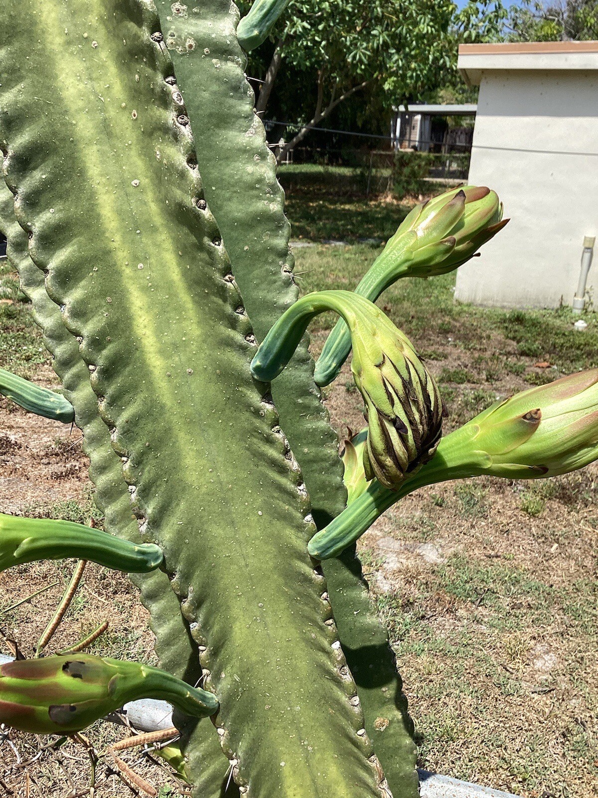PERUVIAN APPLE CACTUS (Cereus peruvianus )ORGANIC ROOTING (2″-4″) STARTER PLANT