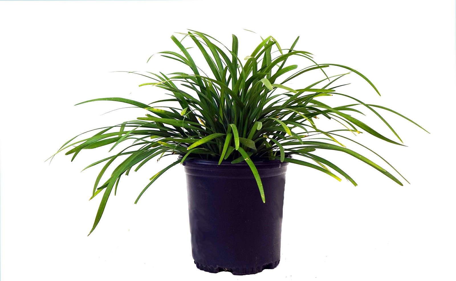 Green Promise Farms Liriope Muscari Big Blue Lilyturf Perennial Lavender