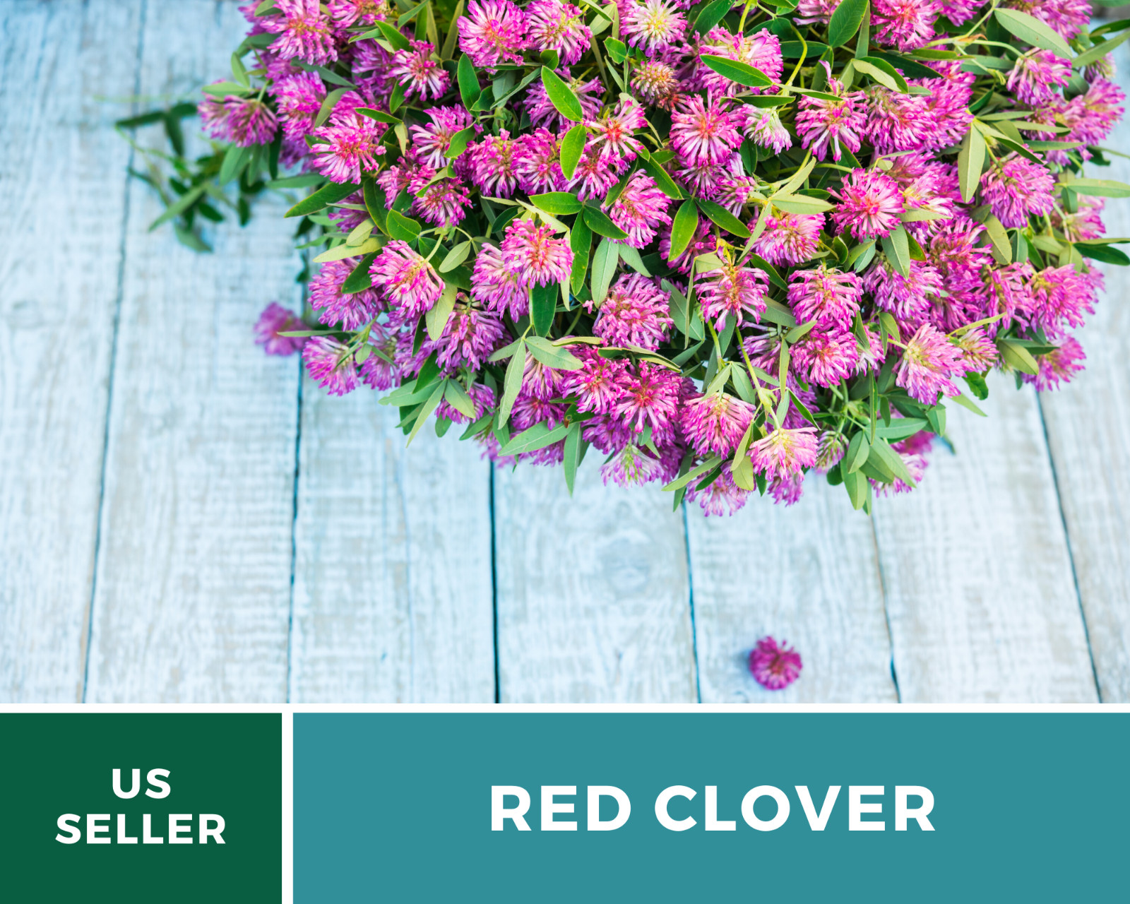 Clover, Red (Trifolium Pratense) Medicinal – 200 Seeds