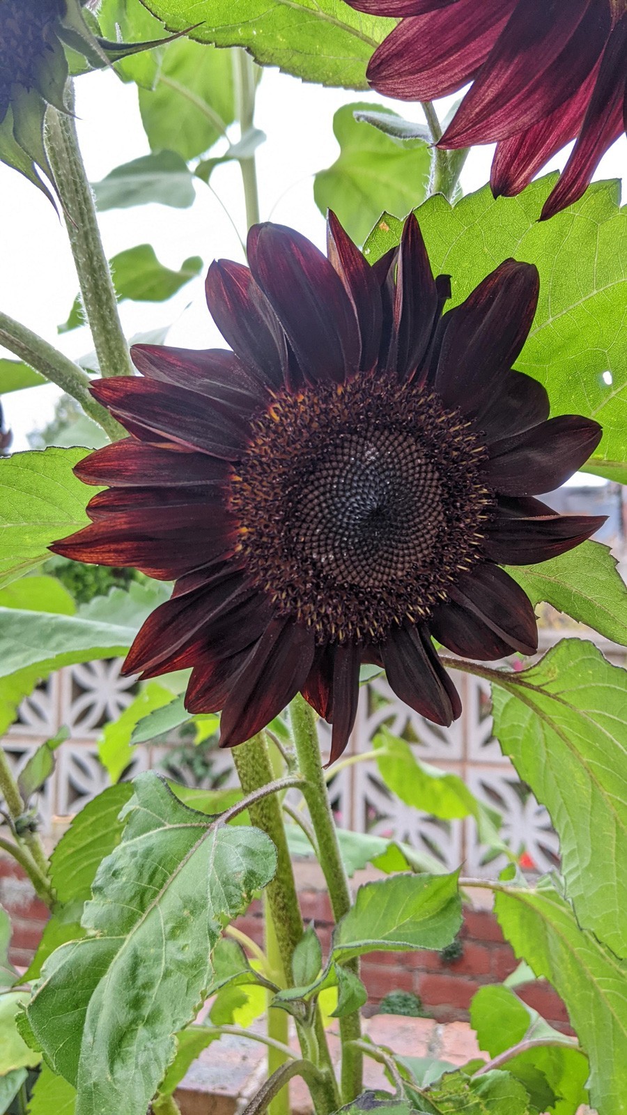 Helianthus annuus Black Magic | 10_Seeds