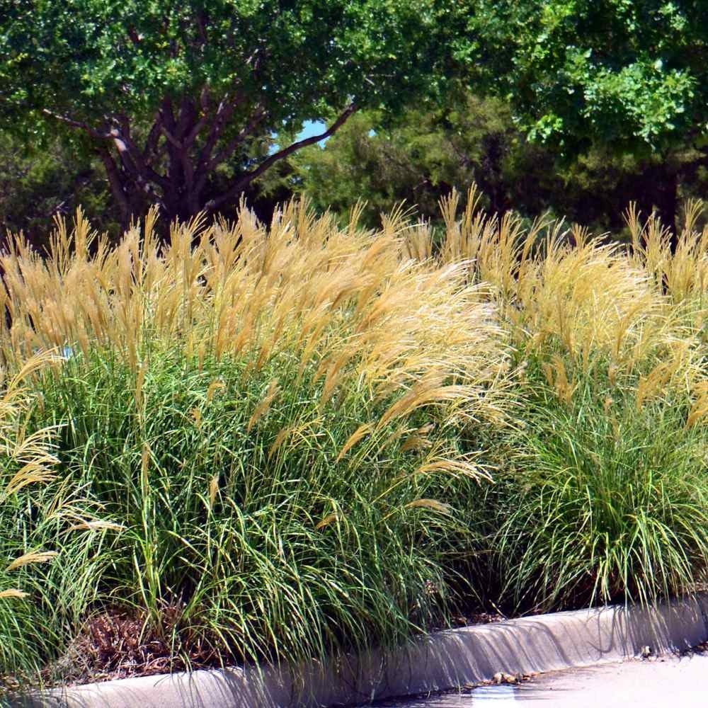 1000 Seeds Miscanthus Sinensis Chinese Silver Drought Tolerant Xersicape