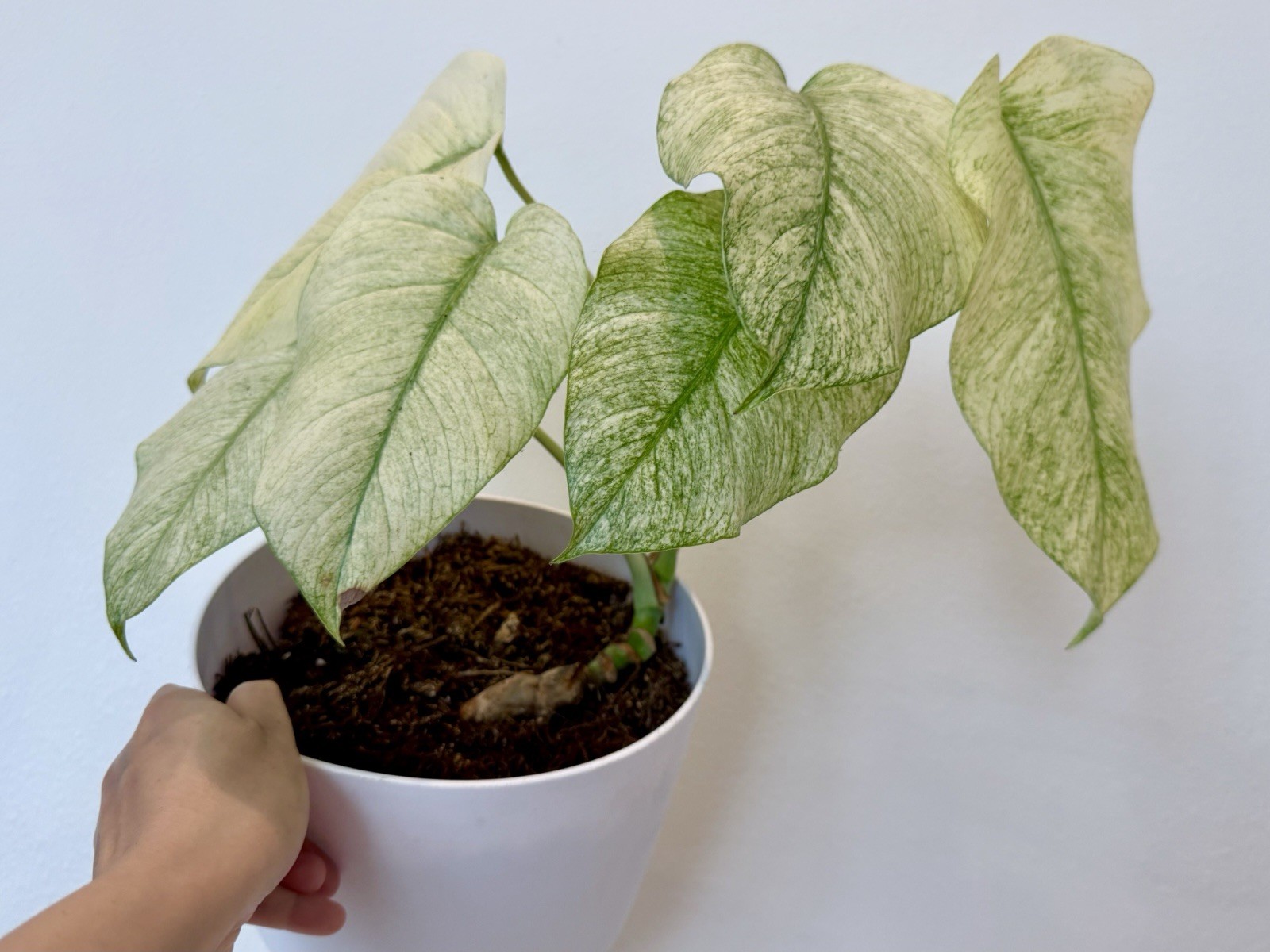 Rooted Monstera Deliciosa Mint Variegata Plant