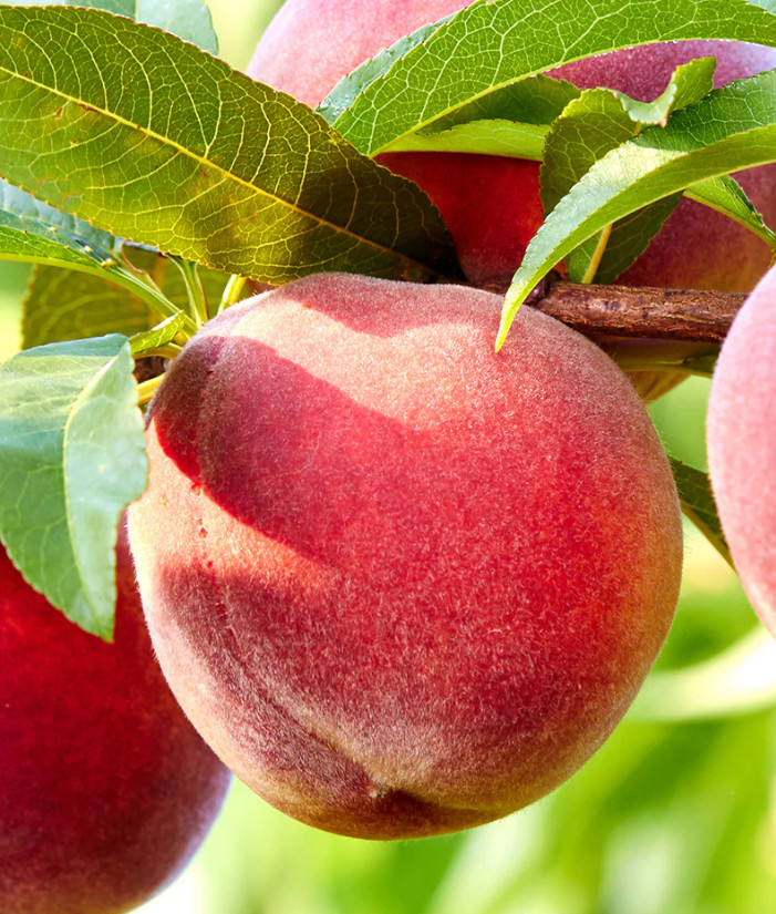 Contender Peach Plant – 1-2ft Tall – Cold-Hardy Sweet Peach Treem – Zones 4–8