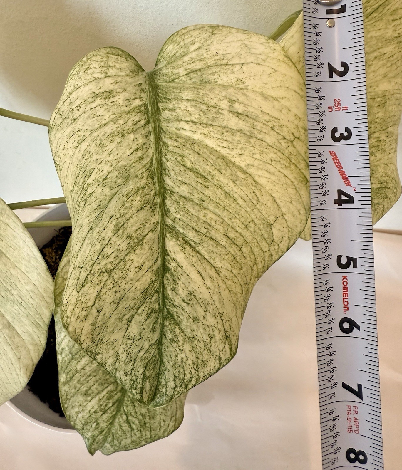 Rooted Monstera Deliciosa Mint Variegata Plant