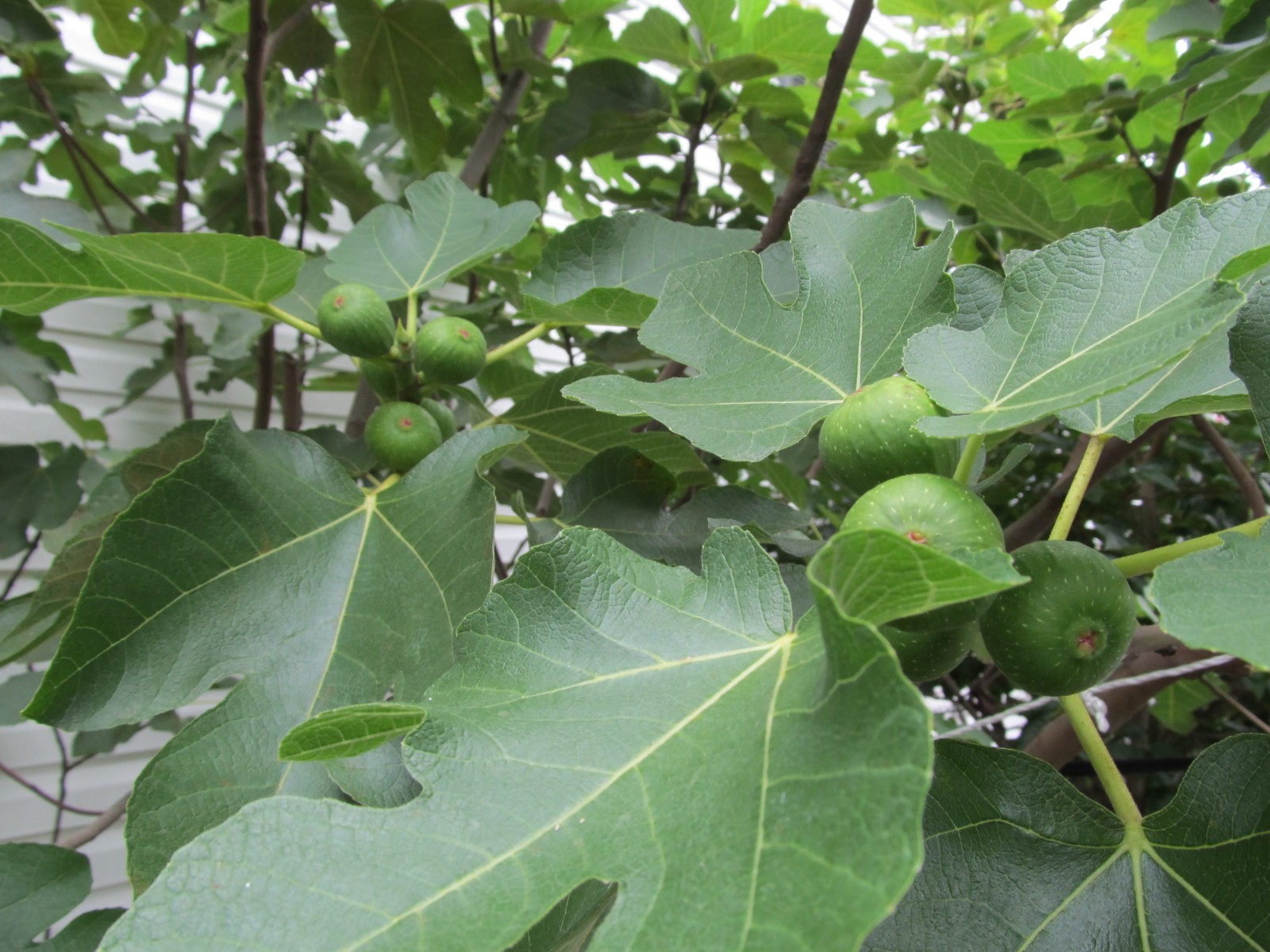 Genovese Nero fig tree 30″ tall, super rooted & ready to pot or put in ground #6