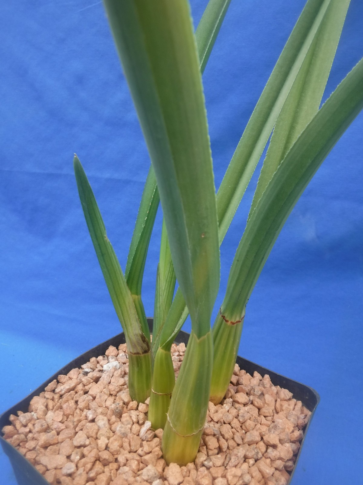Eulophia petersii 5 Stems Amazng Flowr Desert Orchid Succulent Plant 12″ Tall W3
