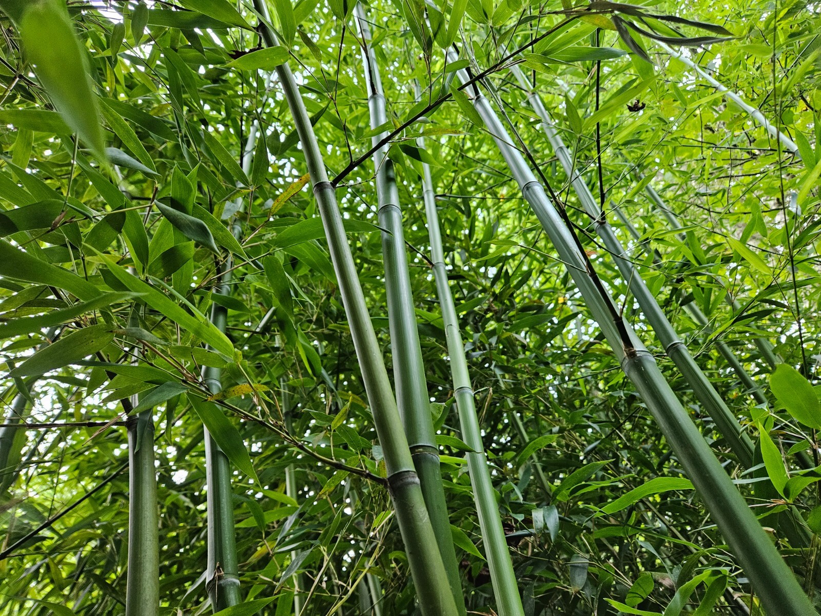 Madake Bamboo (3) Rhizomes (Phyllostachys bambusoides) – Japanese Timber Bamboo