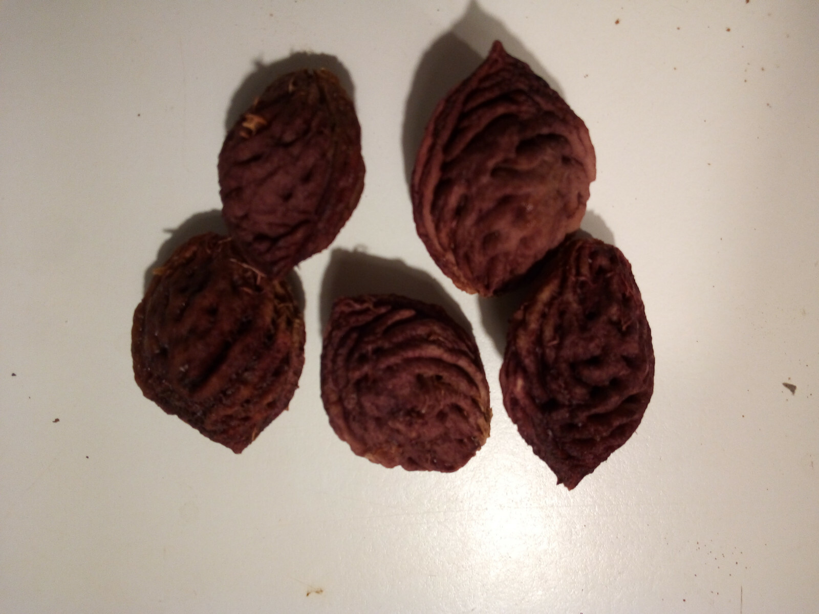 Lot of Twenty (20) Late Summer Elberta Peach Tree Seeds Pits Fruit 2025 Crop