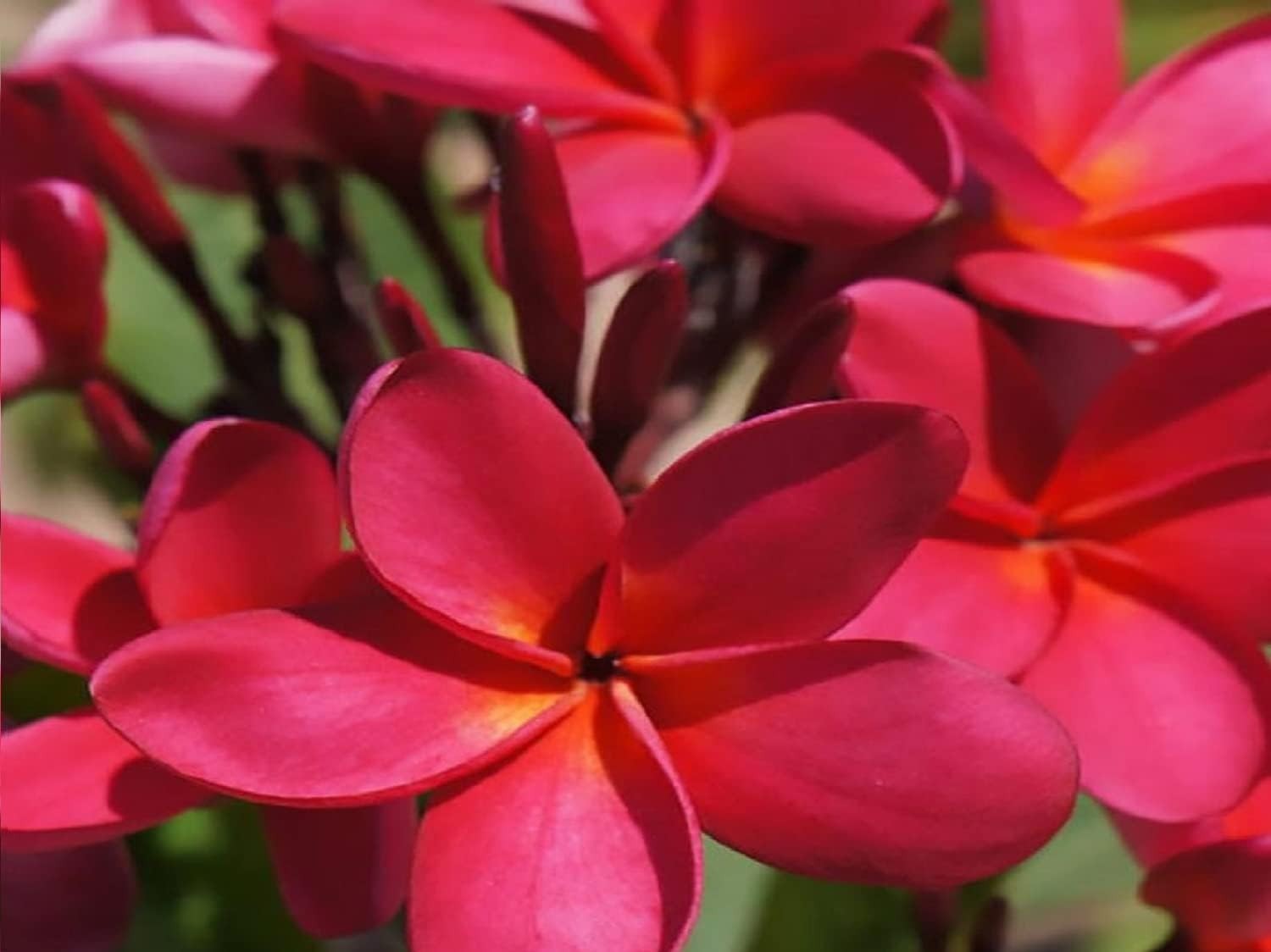 HAWAIIAN RED PLUMERIA FRANGIPANI PLANT CUTTINGS – FRAGRANT EASY TO GROW