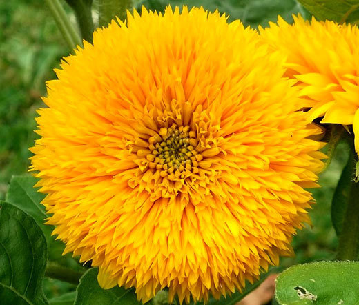 SUNFLOWER TEDDY BEAR Helianthus Annuus – 100 Bulk Seeds