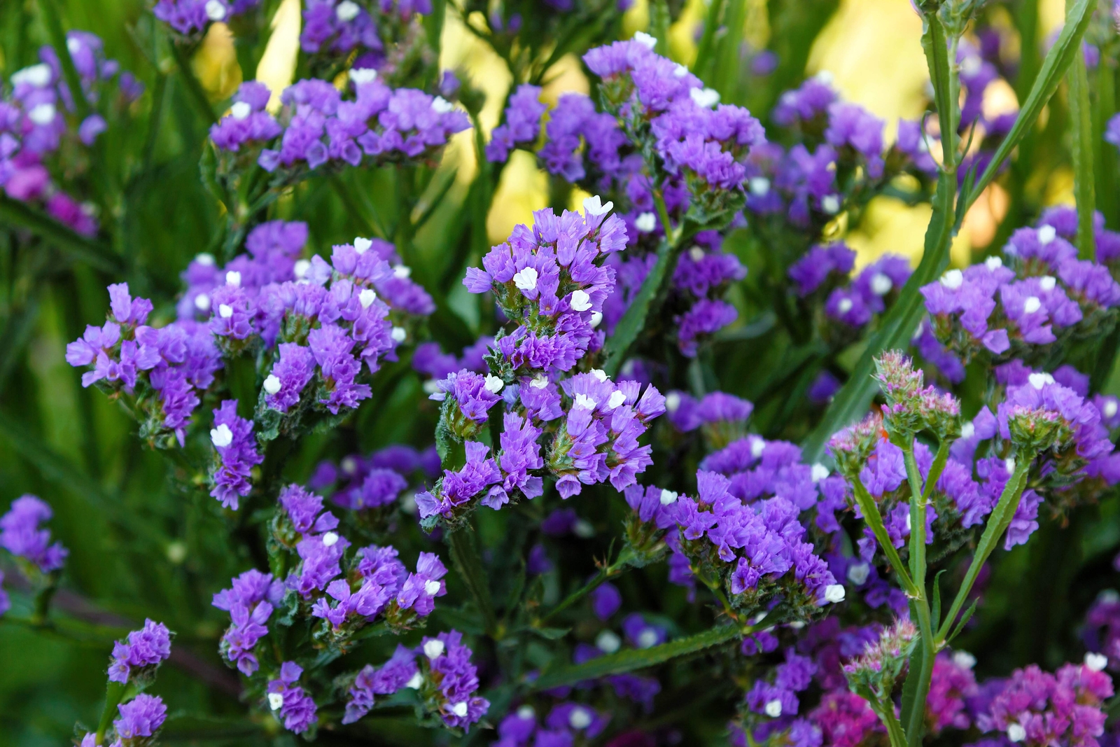 50 PURPLE STATICE / SEA LAVENDER Limonium Sinuatum Flower Seeds *Comb S/H
