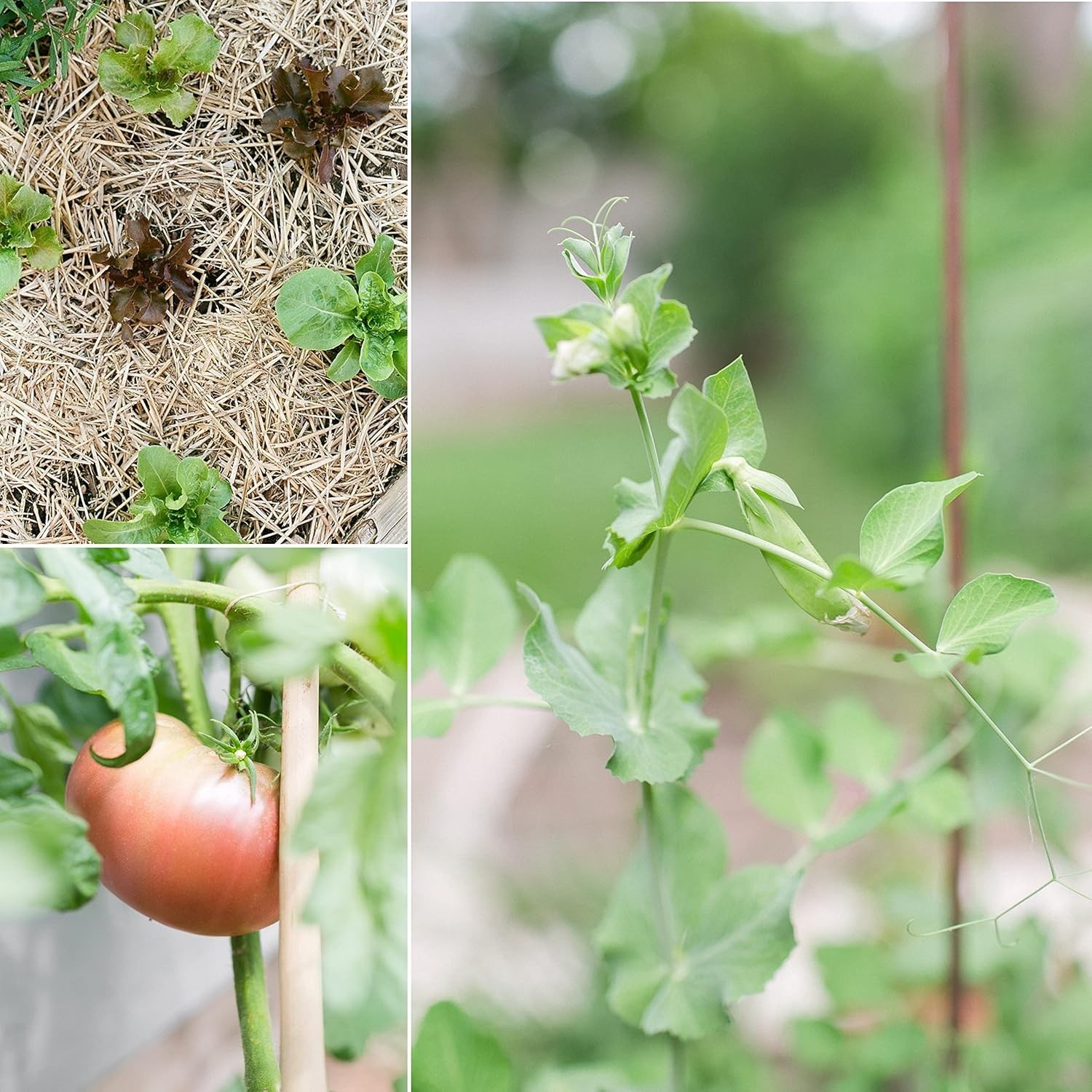 Diverse 10-Pack Organic Vegetable Seeds for Vibrant Gardening – Non-GMO Quality