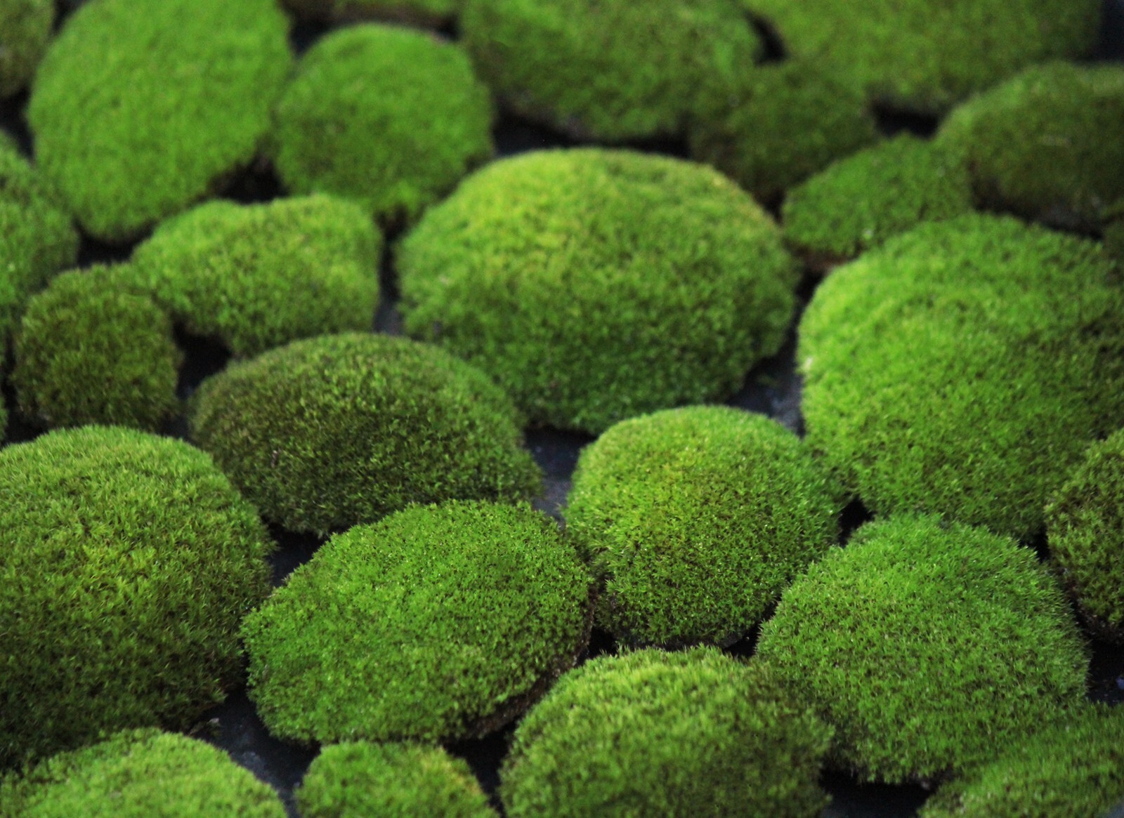 Live Velvet cushion moss pad Ceratodon Select a size Bonsai topper / Terrarium