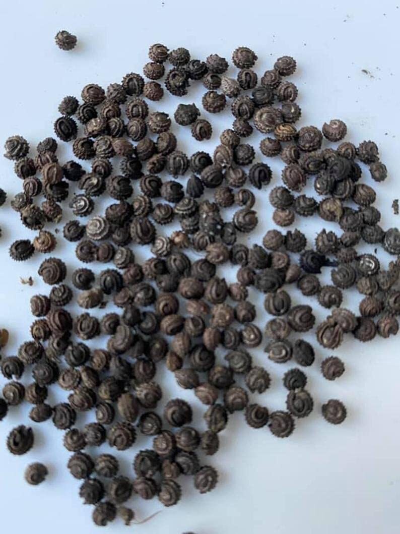 Green Glass Jelly Vine Seeds (Tiliacora Triandra) – Sương Sâm Lông