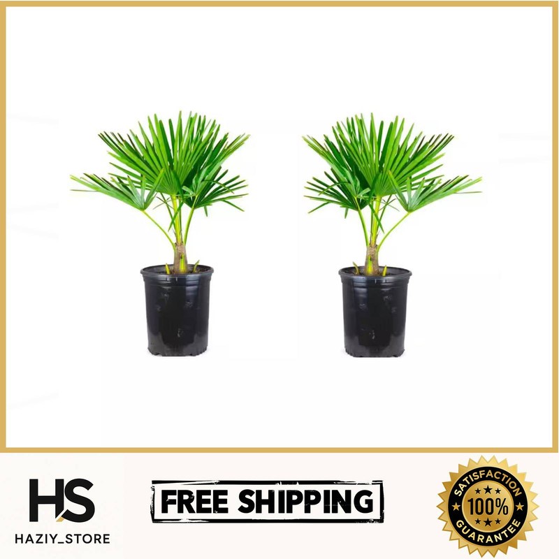 1 Gal. Windmill Cold Hardy Palm Tree (2-Pack)