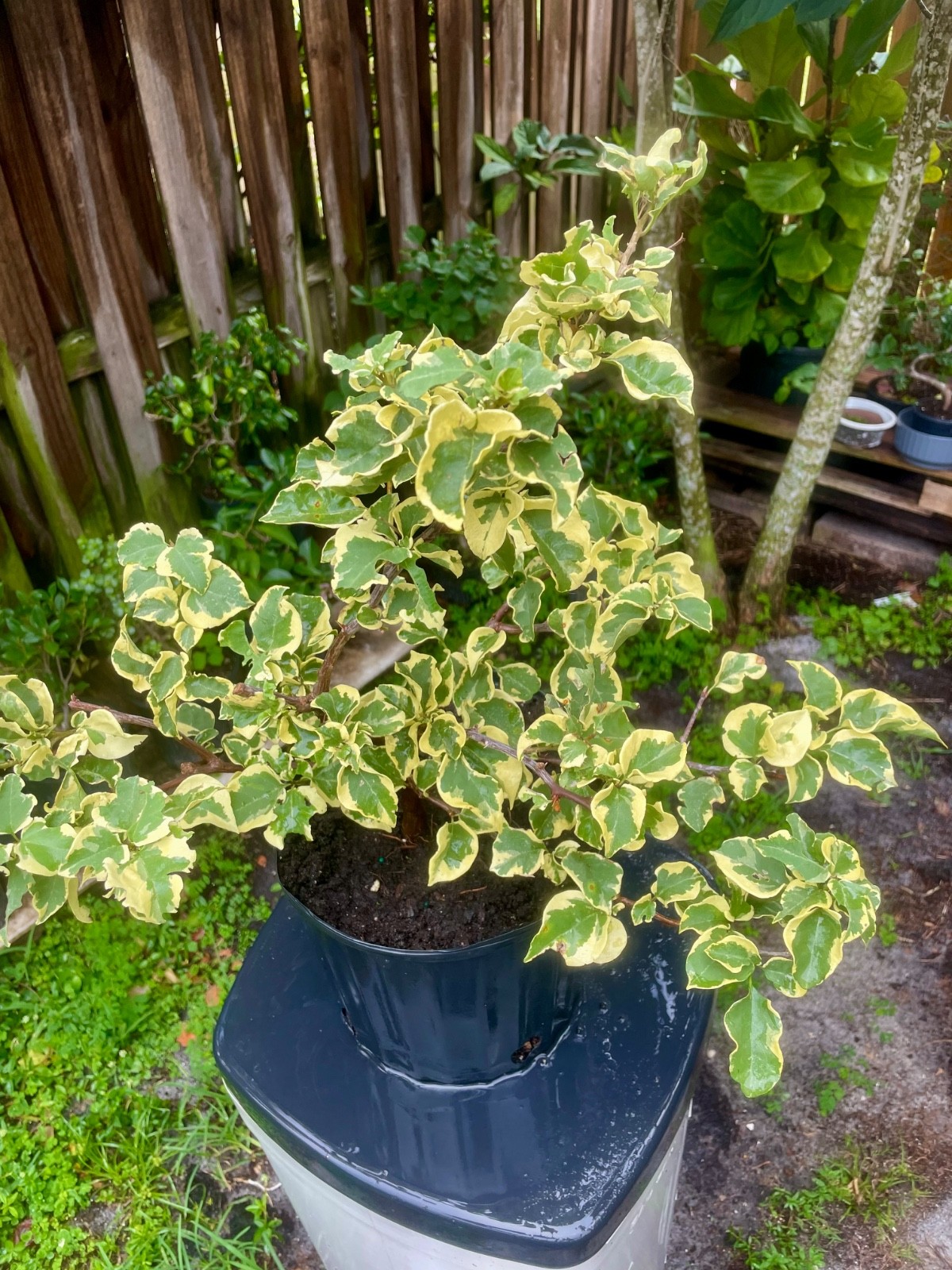Bonsai Style Pre-bonsai Fuchsia raspberry iceraspber Bougainvillea Tree 6 years
