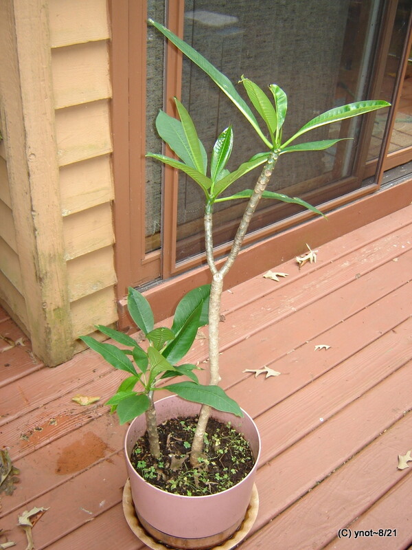 white/gold Hawaii PLUMERIA Cutting 12-18″ stem ~ green leaves attached