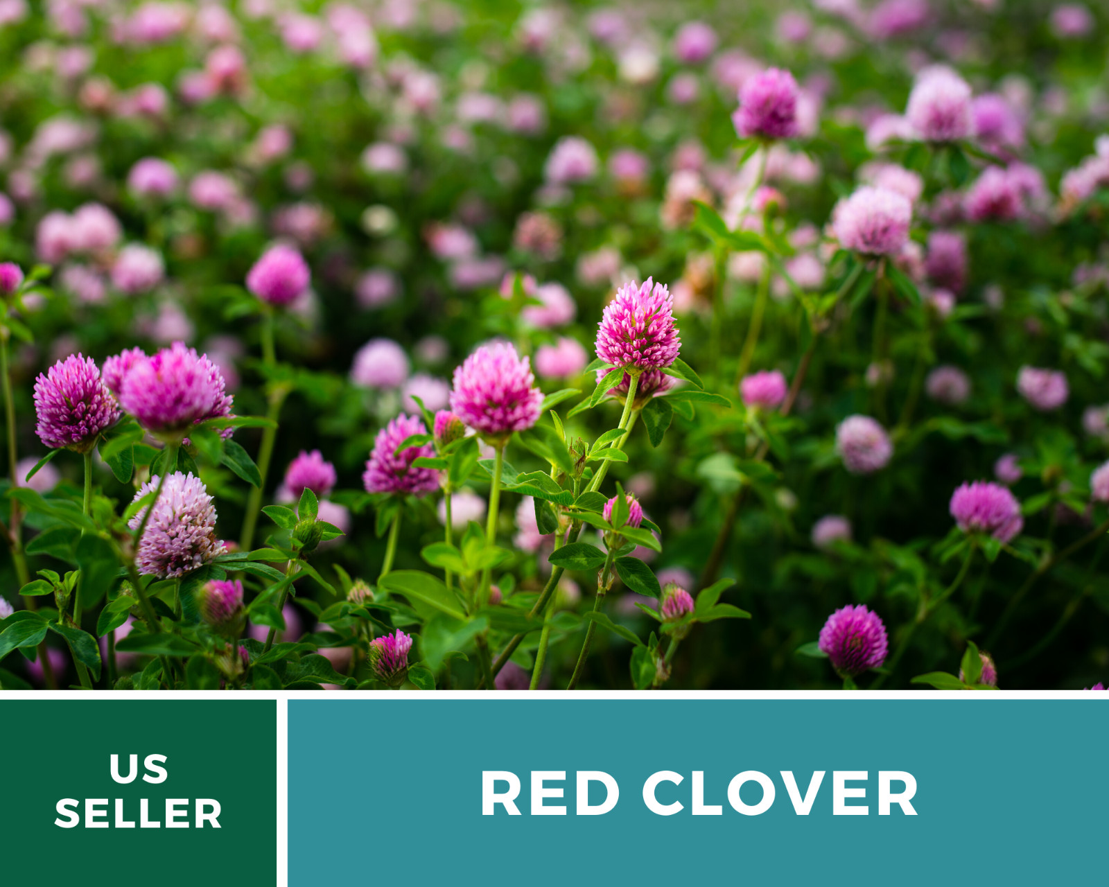 Clover, Red (Trifolium Pratense) Medicinal – 200 Seeds